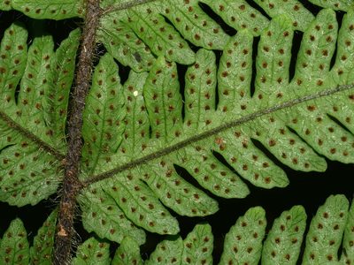Tectaria kusukusensis, photographed by Jacy Chen