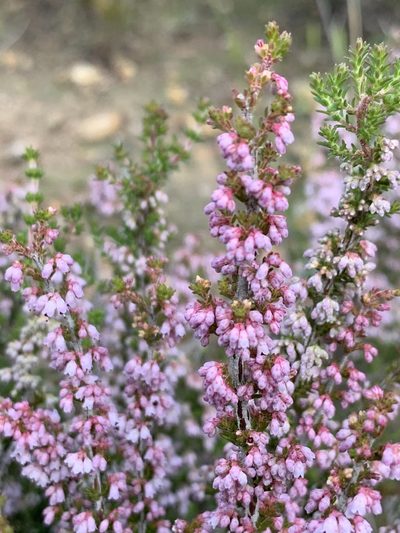 Erica paniculata, photographed by Dave Richardson