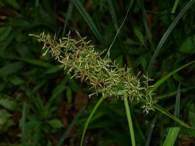 Carex cruciata, photographed by Jacy Chen