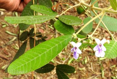 Vitex mollis, photographed by Francisco Farriols Sarabia