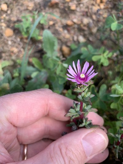 Lampranthus leptaleon, photographed by Dave Richardson