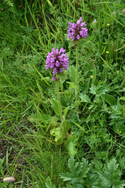 Betonica hirsuta, photographed by ROMAGNOLO Filippo