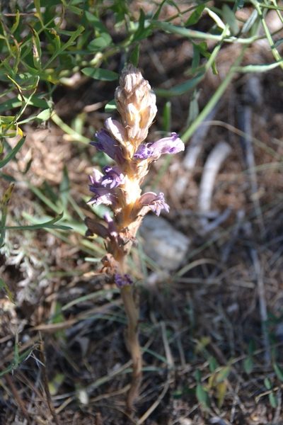 Orobanche arenaria, photographed by ROMAGNOLO Filippo