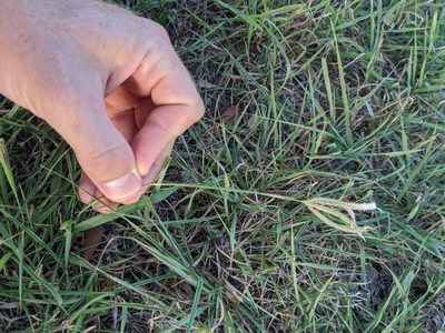 Stapfochloa ciliata, photographed by Cleveland Powell