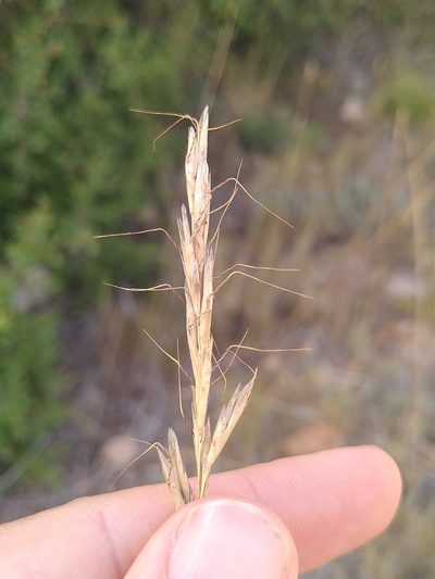 Helictochloa bromoides, photographed by Yves Bas