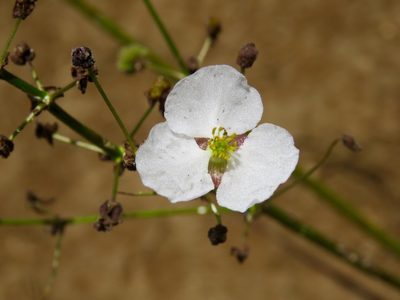 Sagittaria papillosa, photographed by Laura Clark