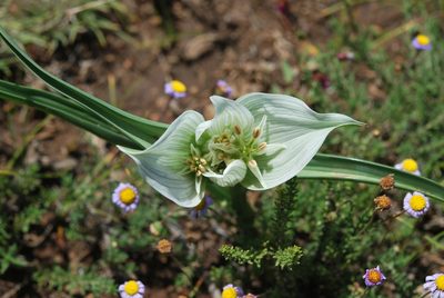 Colchicum striatum, photographed by Charles Stirton