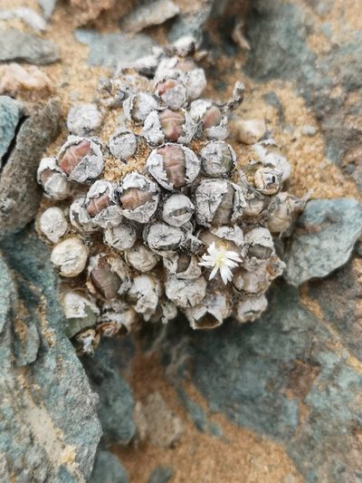 Conophytum saxetanum, photographed by leandra-k_89