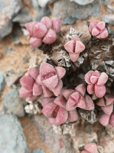 Crassula elegans, photographed by leandra-k_89