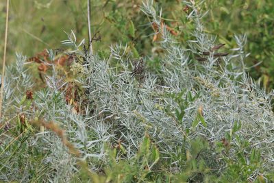 Artemisia glauca, photographed by Нурхайдарова Татьяна