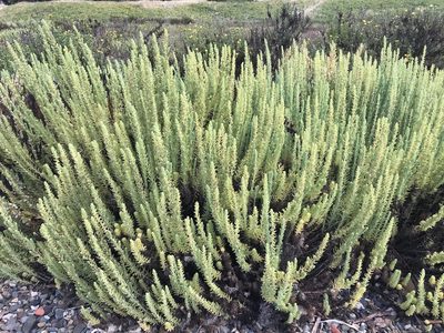 Suaeda californica, photographed by Chris