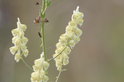 Aconitum barbatum, photographed by Нурхайдарова Татьяна