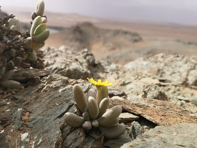Crassothonna clavifolia, photographed by leandra-k_89