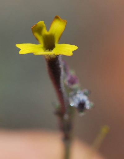 Jamesbrittenia crassicaulis, photographed by Charles Stirton