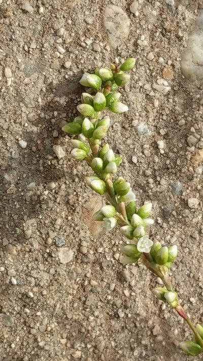 Persicaria robustior, photographed by George Williams