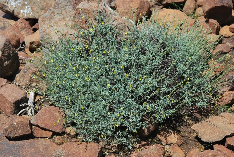 Jamesbrittenia crassicaulis, photographed by Charles Stirton
