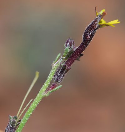 Jamesbrittenia crassicaulis, photographed by Charles Stirton