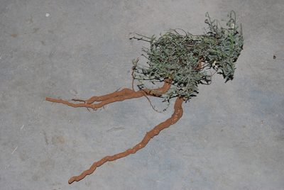 Jamesbrittenia crassicaulis, photographed by Charles Stirton