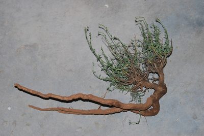 Jamesbrittenia crassicaulis, photographed by Charles Stirton