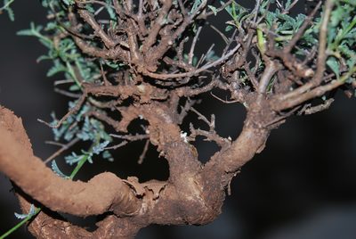 Jamesbrittenia crassicaulis, photographed by Charles Stirton