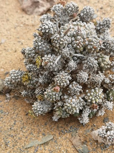 Euphorbia melanohydrata, photographed by leandra-k_89
