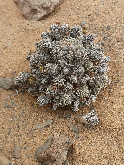 Euphorbia melanohydrata, photographed by leandra-k_89