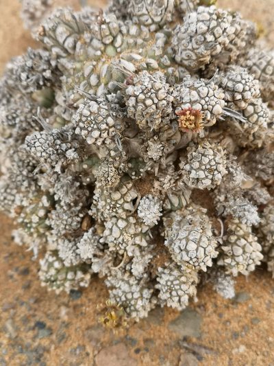 Euphorbia melanohydrata, photographed by leandra-k_89