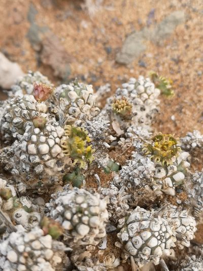 Euphorbia melanohydrata, photographed by leandra-k_89