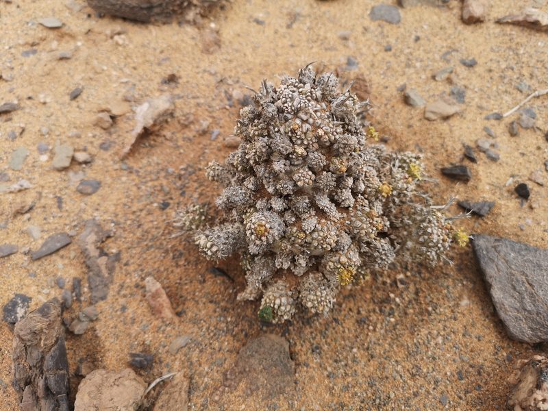 Euphorbia melanohydrata, photographed by leandra-k_89