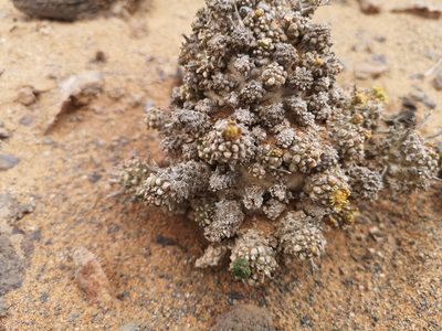 Euphorbia melanohydrata, photographed by leandra-k_89