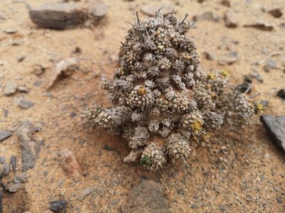Euphorbia melanohydrata, photographed by leandra-k_89