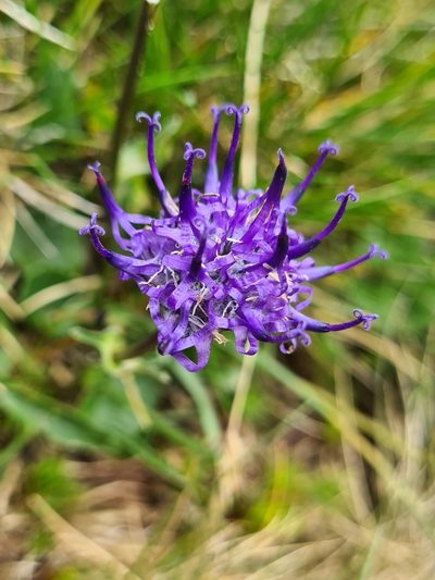 Phyteuma confusum, photographed by Jacek Pietruszewski