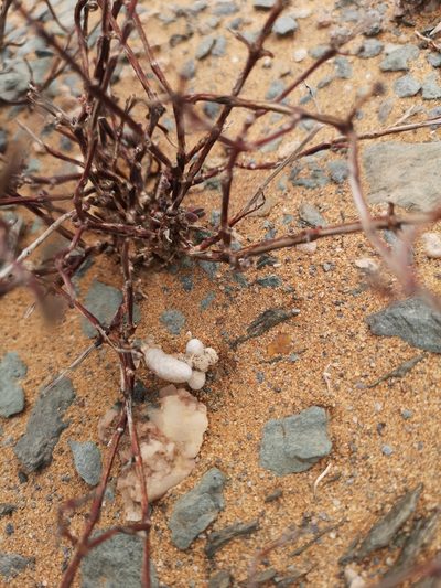 Anacampseros gariepensis, photographed by leandra-k_89
