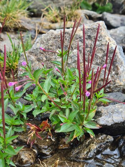 Epilobium alsinifolium, photographed by Jacek Pietruszewski