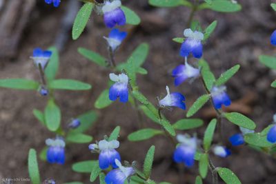 Collinsia torreyi, photographed by Ken-ichi Ueda