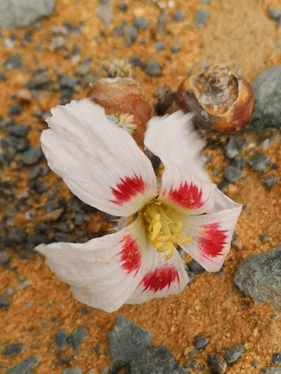 Sarcocaulon multifidum, photographed by leandra-k_89
