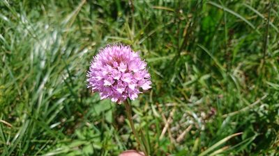 Traunsteinera globosa, photographed by Philipp