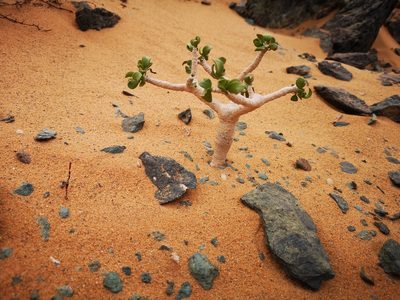 Othonna furcata, photographed by leandra-k_89