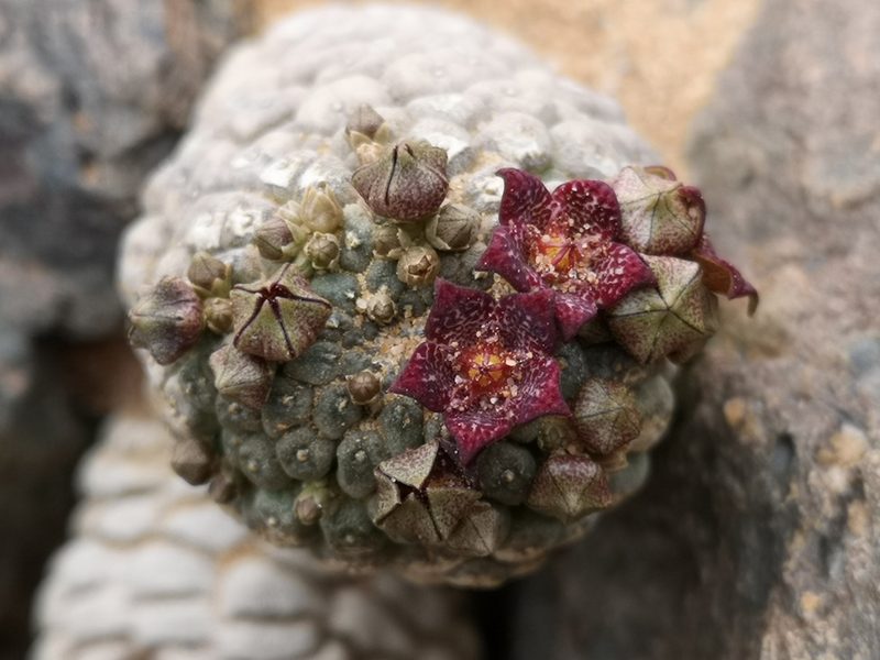 Larryleachia marlothii, photographed by leandra-k_89