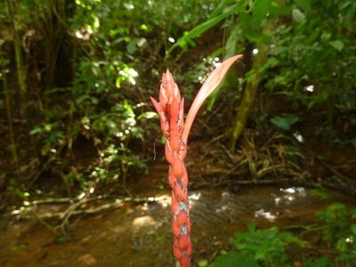 Aphelandra lingua-bovis, photographed by Eduardo Chacón Madrigal