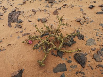 Sarcocaulon patersonii, photographed by leandra-k_89