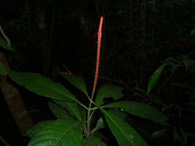 Aphelandra lingua-bovis, photographed by Eduardo Chacón Madrigal
