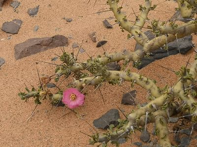 Sarcocaulon patersonii, photographed by leandra-k_89