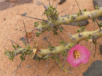 Sarcocaulon patersonii, photographed by leandra-k_89