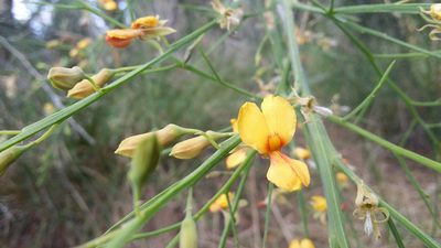 Jacksonia sternbergiana, photographed by Helium Luo