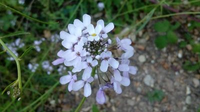 Iberis linifolia, photographed by Josep Gesti