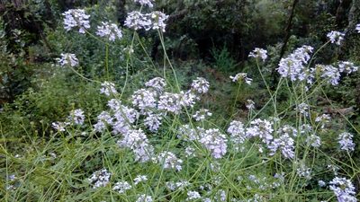 Iberis linifolia, photographed by Josep Gesti