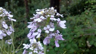 Iberis linifolia, photographed by Josep Gesti