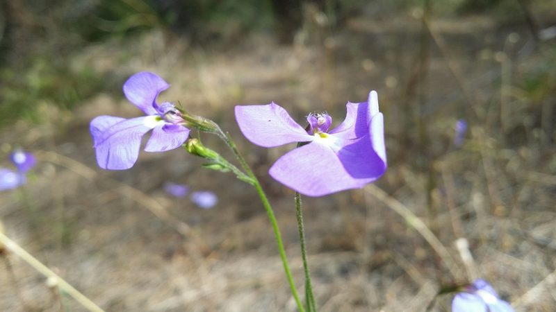 Lobelia tenuior, photographed by Helium Luo