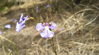 Lobelia tenuior, photographed by Helium Luo